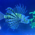 Glow Lionfish silicone ornament