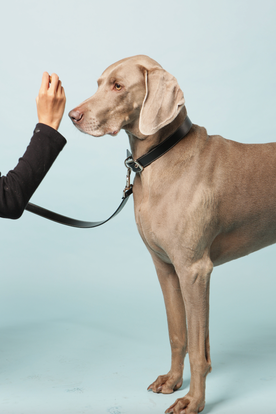 Black Vegan Apple Leather Dog Lead, PETA-approved vegan leather lead